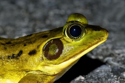 Pig Frog