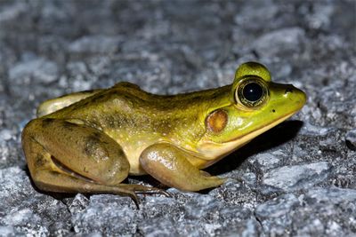 Pig Frog