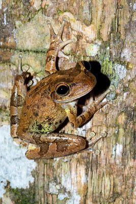 Cuban Treefrog