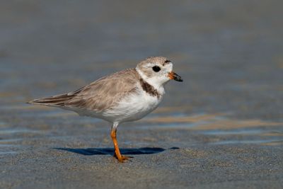 Piping Plover