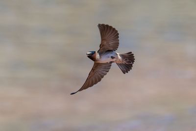 Cliff Swallow