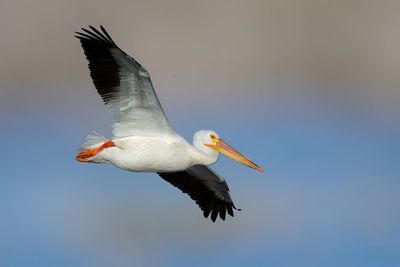 American White Pelican 