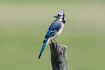 Blue Jay