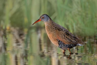 Virginia Rail