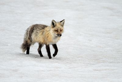 Red Fox