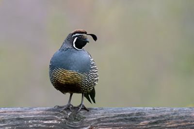 California Quail