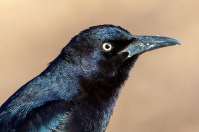 Great-tailed Grackle