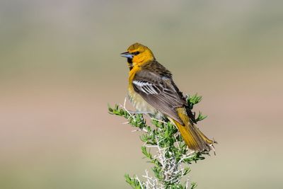 Bullock's Oriole