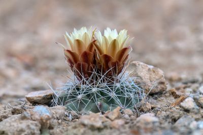 Great Basin Fishhook Cactus