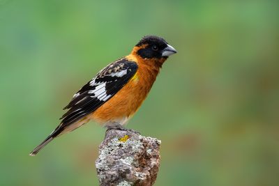 Black-headed Grosbeak