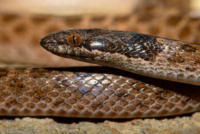 Northern Desert Nightsnake