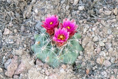 Desert Valley Fishhook Cactus