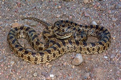 Prairie Kingsnake