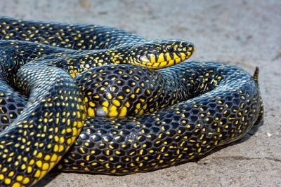 Speckled Kingsnake