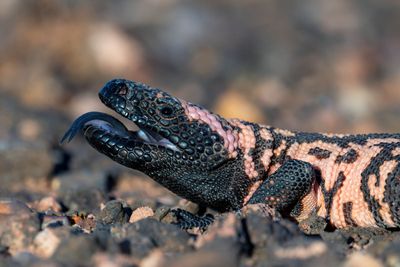 Banded Gila Monster