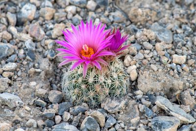 Pincushion Cactus
