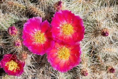 Grizzly Bear Prickly Pear