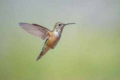 Broad-tailed Hummingbird