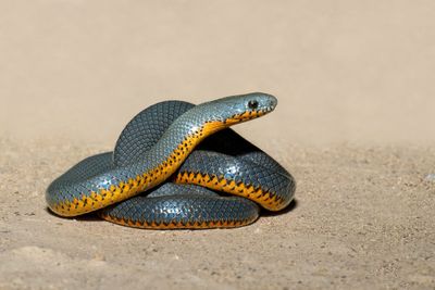 Regal Ringsnake Snake