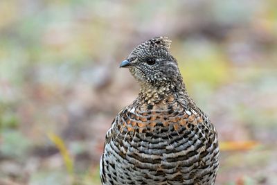 Ruffed Grouse