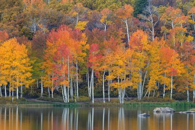 Quaking Aspens