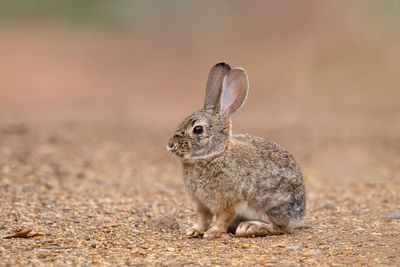 Desert Cottontail