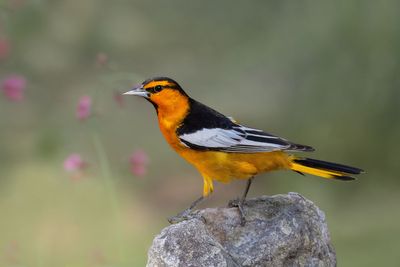 Bullock's Oriole