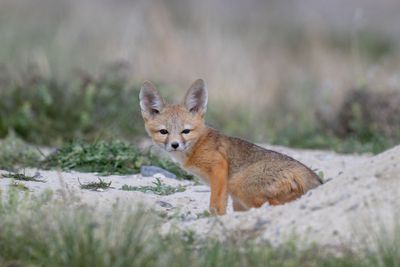 Kit Fox