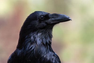 Corvids