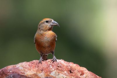 Red Crossbill