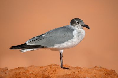Utah Rare Birds