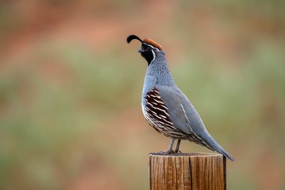 Gambel's Quail