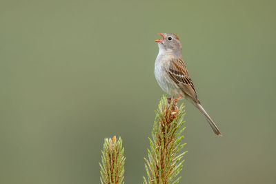 Field Sparrow
