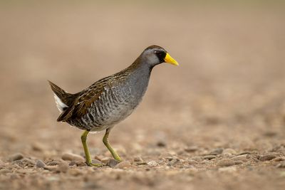Sora