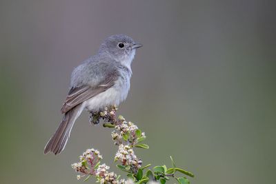 Gray Vireo