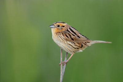 LeConte's Sparrow