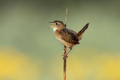 Sedge Wren