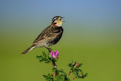 Chestnut-collared Longspur