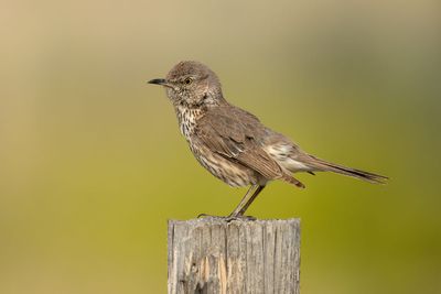 Sage Thrasher