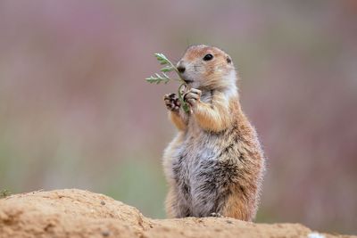 Black-tailed Prairie Dog