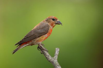 Finches