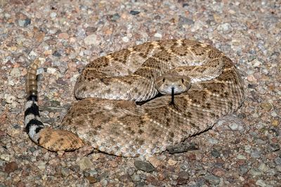 Western Diamond-backed Rattlesnake