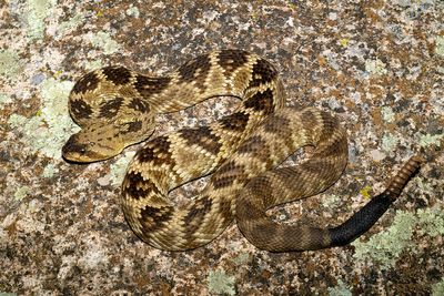 Western Black-tailed Rattlesnake
