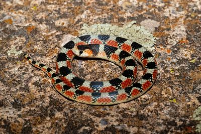 Thornscrub Hook-nosed Snake