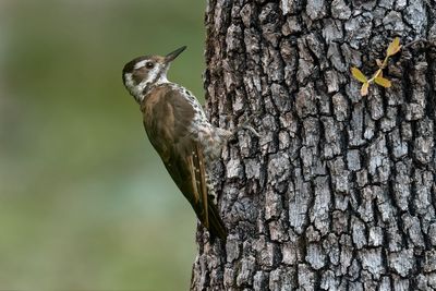 Arizona Woodpecker