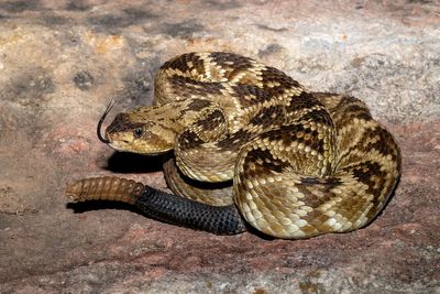 Western Black-tailed Rattlesnake