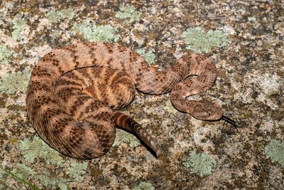 Tiger Rattlesnake