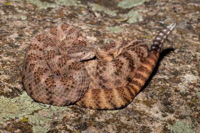 Tiger Rattlesnake
