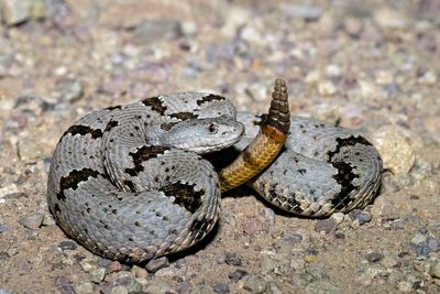 Banded Rock Rattlesnake