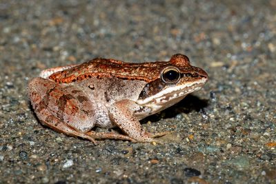 Wood Frog